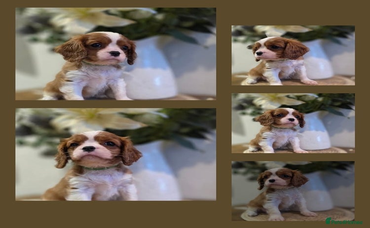 Cavalier King Charles Spaniel dogs Health tested, insured blenhiem CKCS puppies - Advert 12