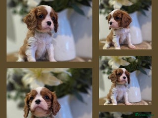 Cavalier King Charles Spaniel dogs Health tested, insured blenhiem CKCS puppies - Advert 8