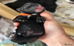 Cockerdor dogs for sale: Cockador Puppies for sale - Image 9