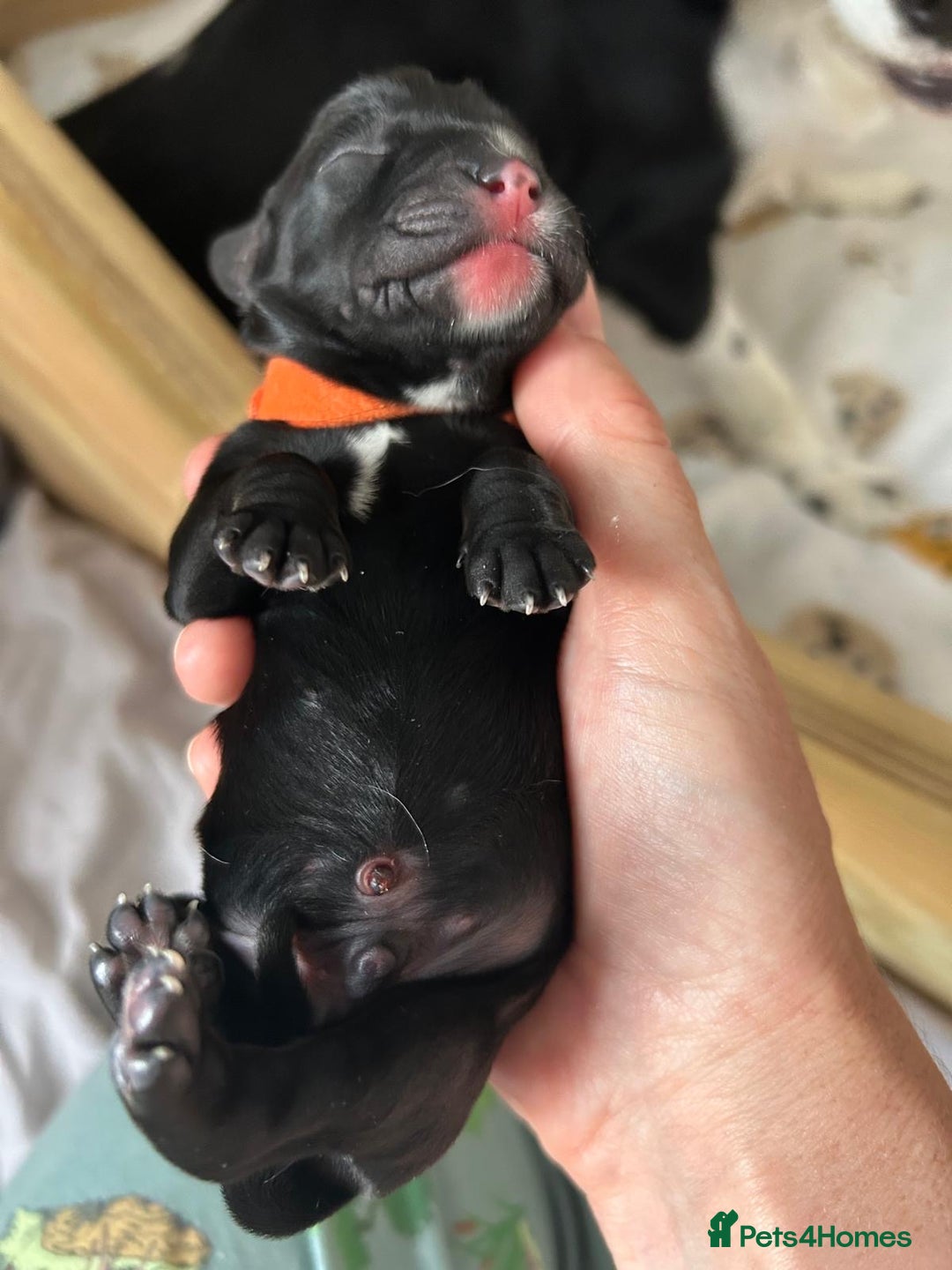 Cockerdor dogs for sale: Cockador Puppies for sale - Image 9