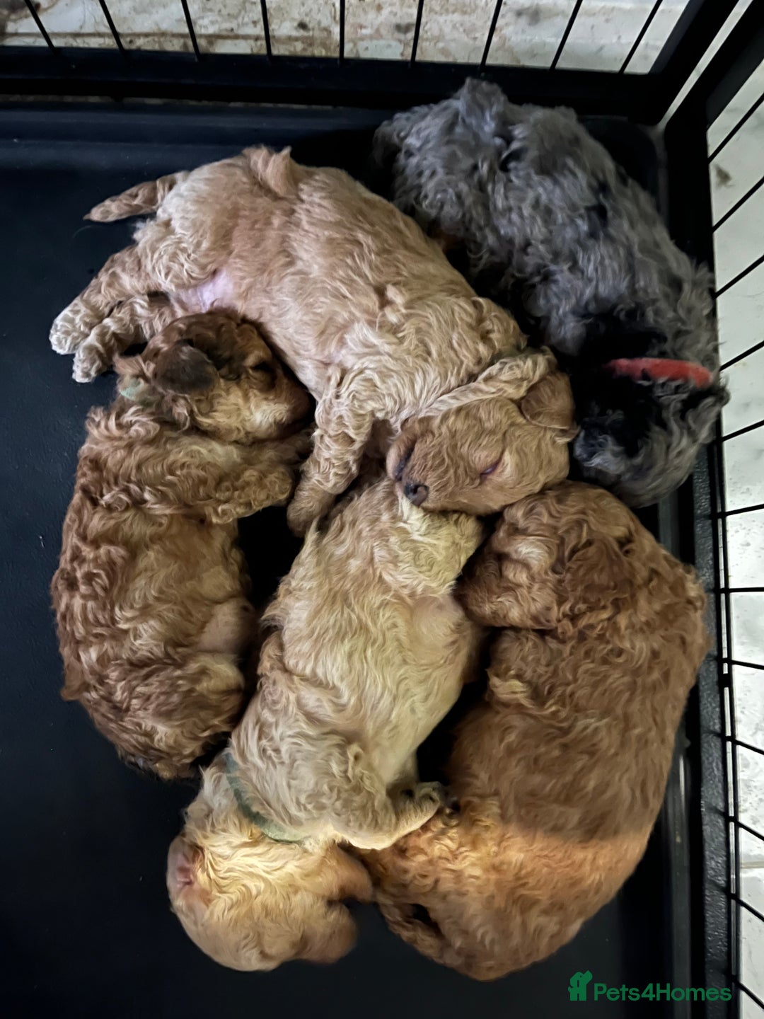 Miniature Poodle dogs for sale: Miniature poodle puppies  - Advert 6
