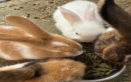 French Lop rabbits for sale: 3 Bunnies - Image 5
