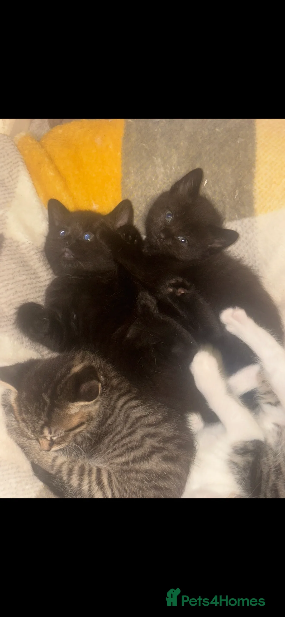 Mixed Breed cats for sale: Beautiful Chucky kittens for sale  - Advert 6