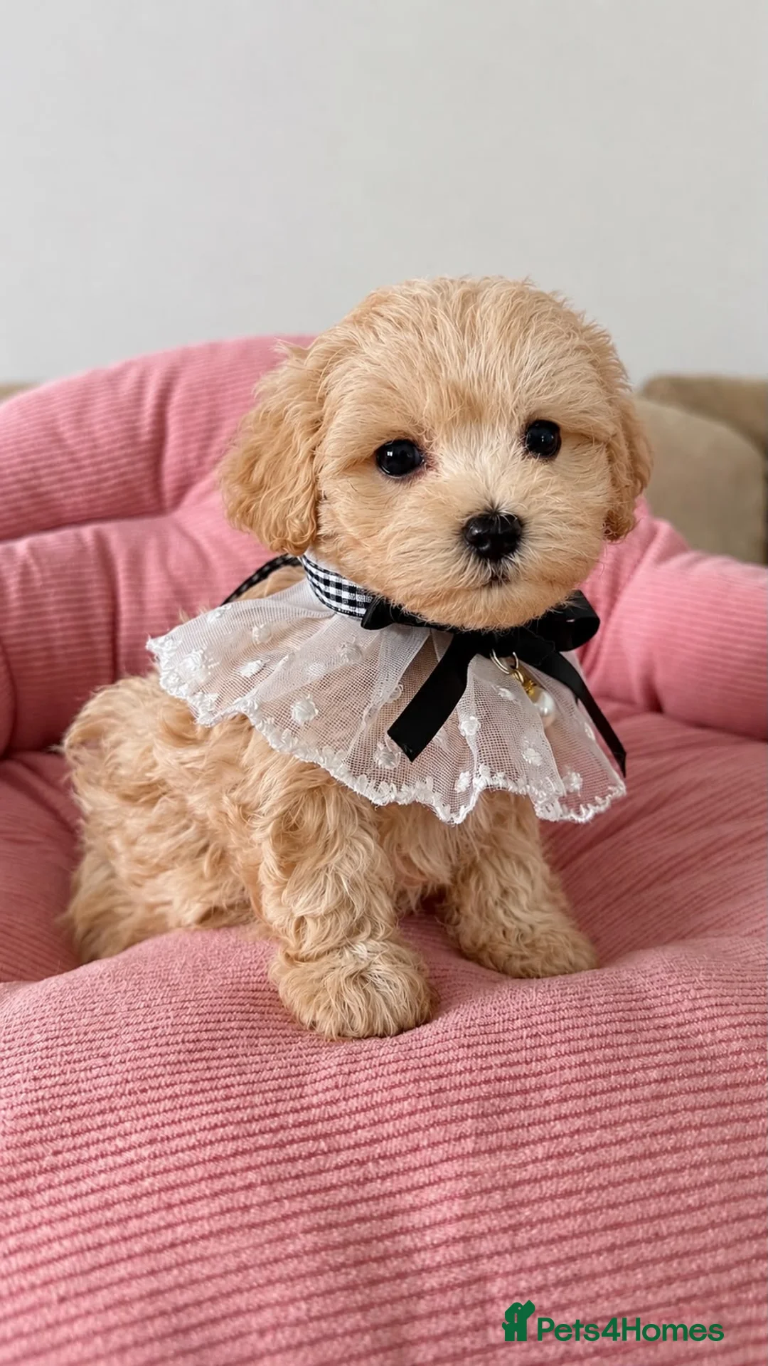 Maltipoo dogs for sale: Beautiful Maltipoo puppy girl - Advert 1