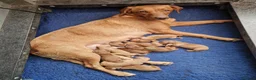 Labrador Retriever dogs for sale: Fox Red Labrador Puppies - Advert 2