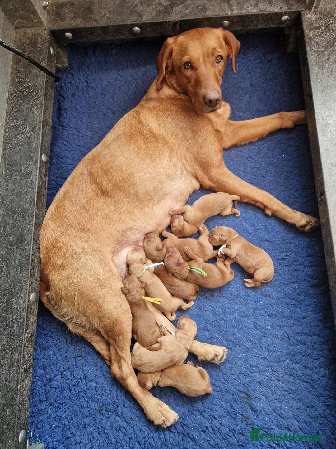 Labrador Retriever dogs for sale: Fox Red Labrador Puppies - Advert 2