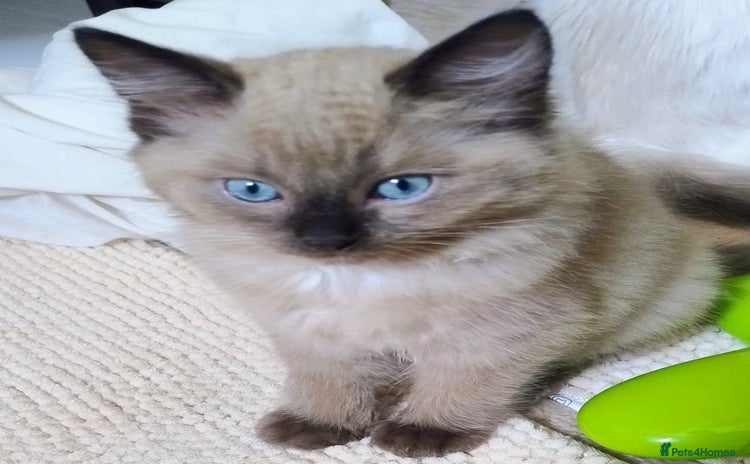 Ragdoll cats - Advert 2