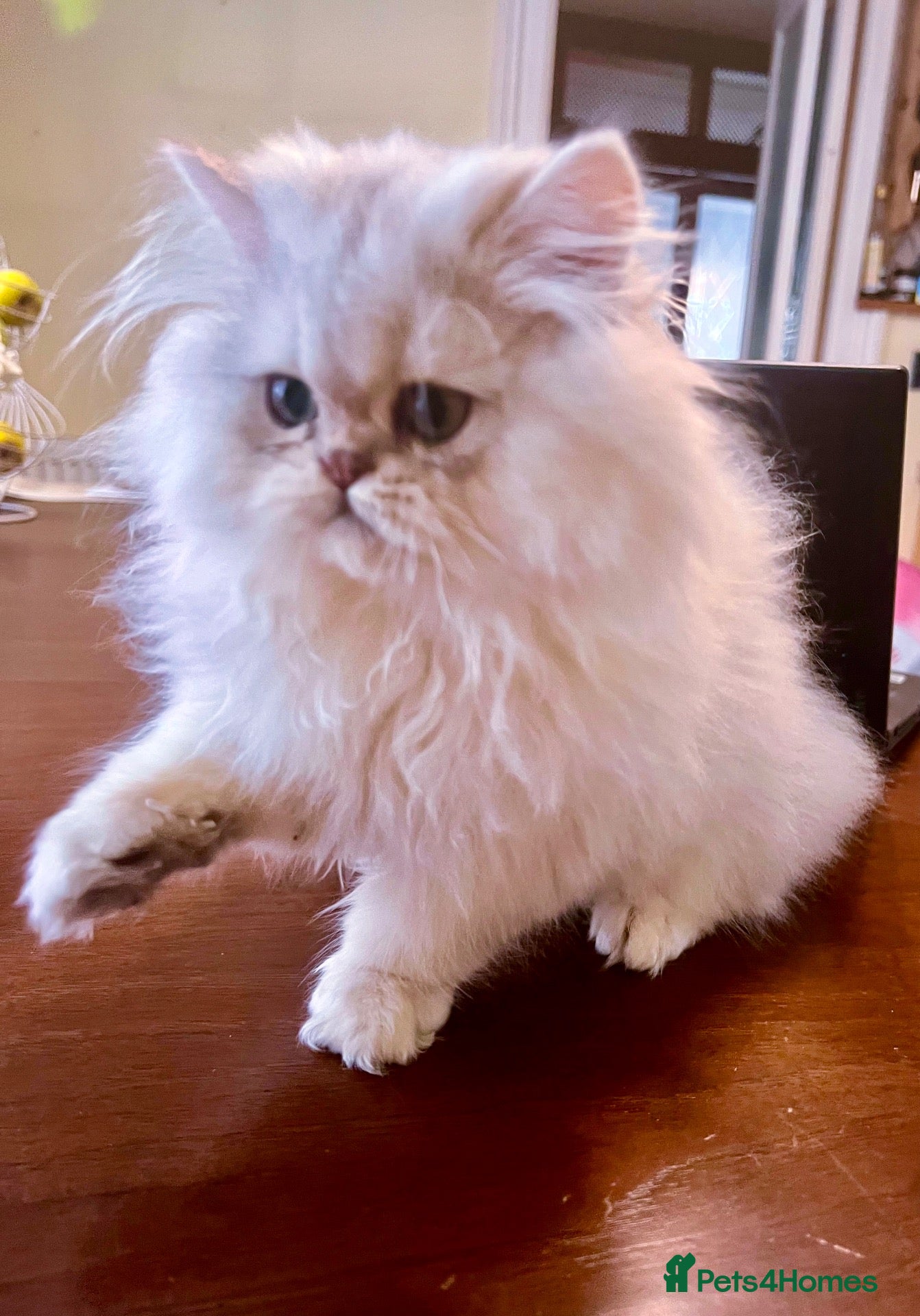 Persian cats Exeptionally Beautiful Chinchilla Persians - Advert 2