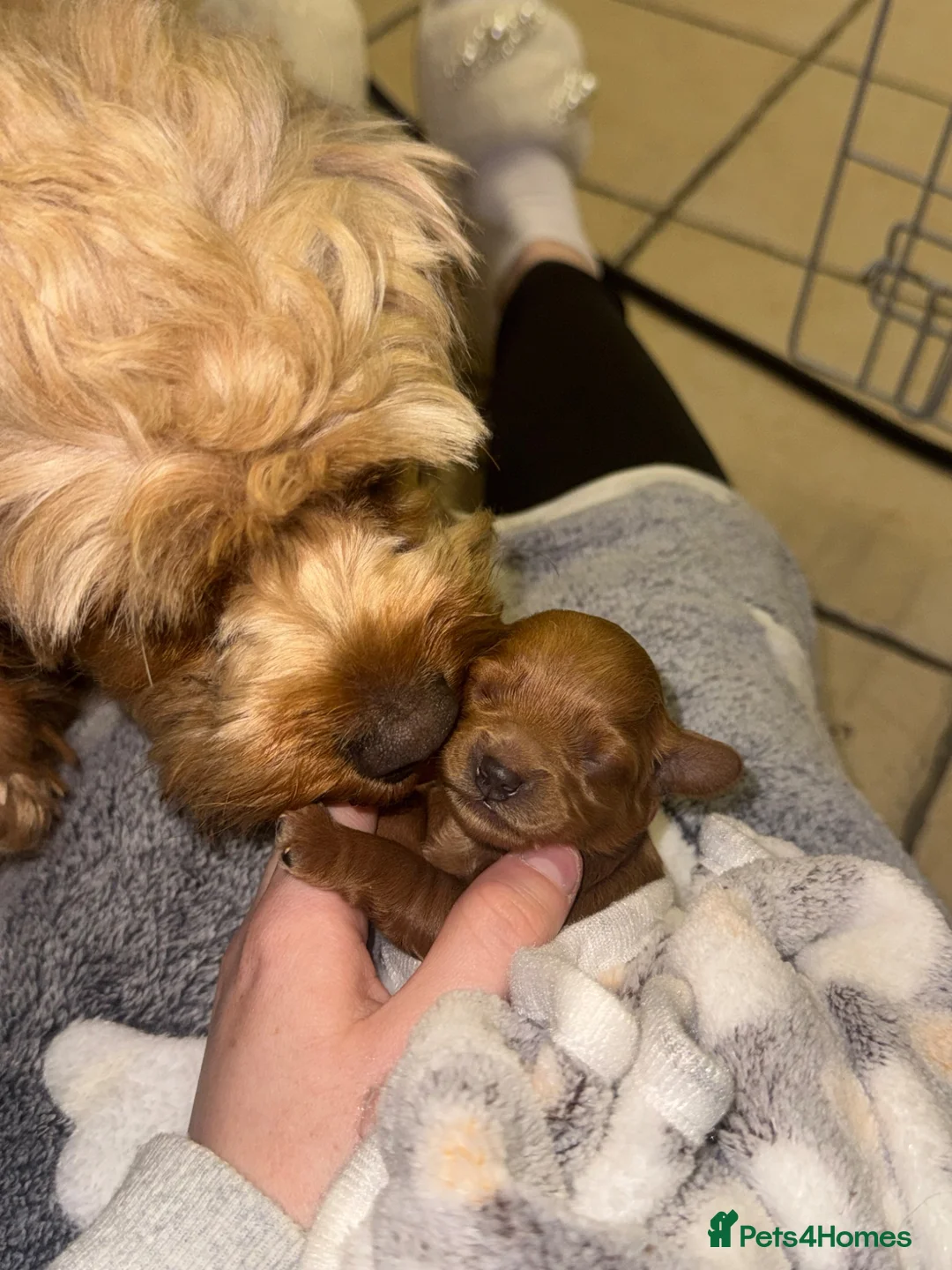 Cavapoo dogs for sale: Deep fox red gorgeous cavapoo  - Advert 2