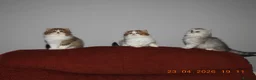 Mixed Breed cats for sale: Persian and British longhair  - Advert 10