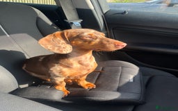Miniature Dachshund dogs for sale: Two girl dashhounds  - Image 2