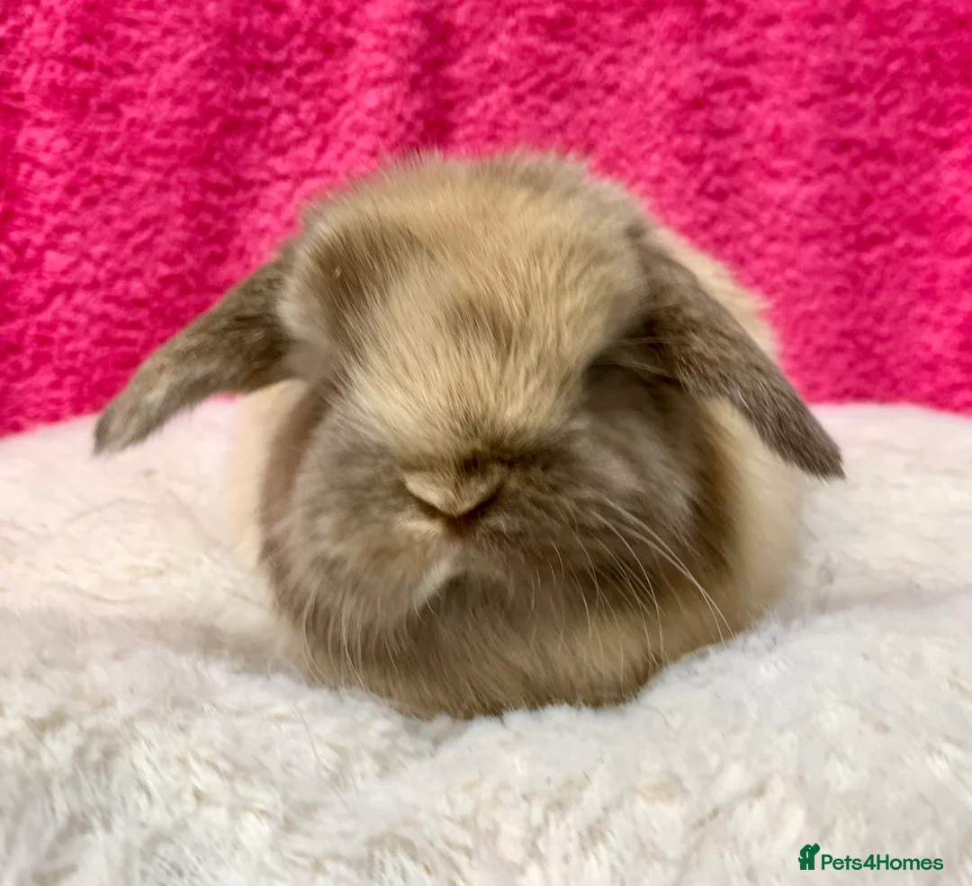 Mini Lop rabbits for sale: Gorgeous purebred baby mini lops ready to reserve - Advert 8