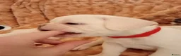 French Bulldog dogs for sale: pedigree French Bulldog pups - Advert 7