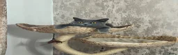 British Shorthair cats for sale: British shorthair kittens  - Advert 11