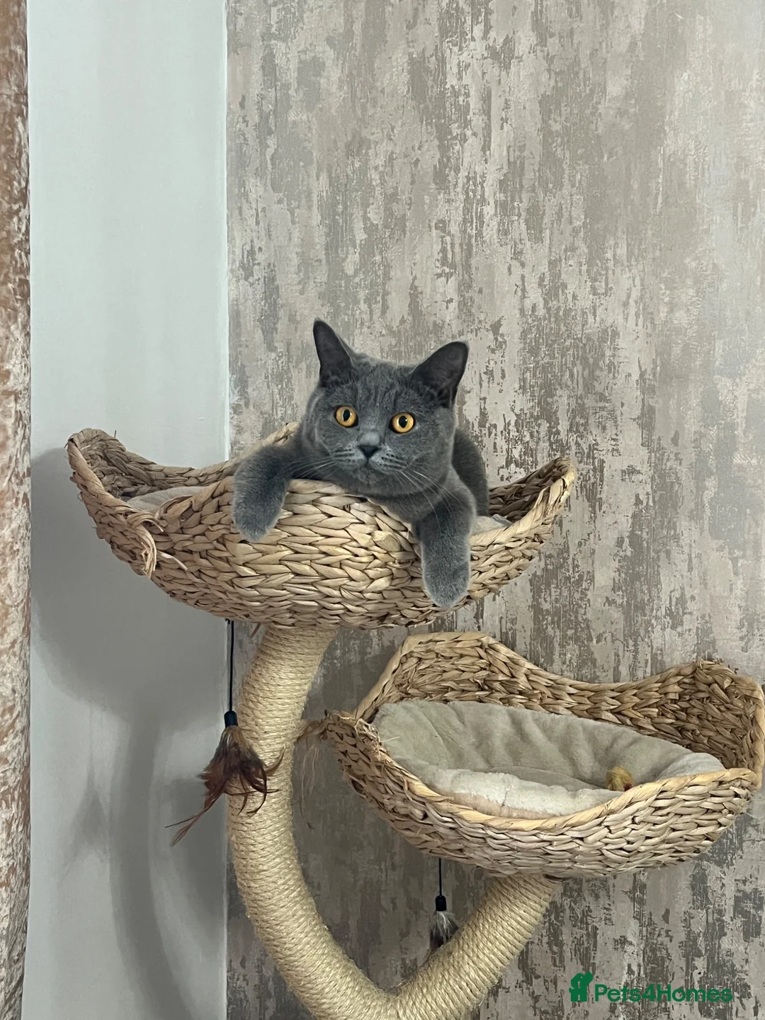 British Shorthair cats for sale: British shorthair kittens  - Advert 11