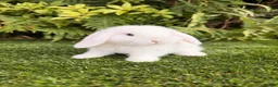 Mini Lop rabbits for sale: Ready to leave. Mini lop babies  - Advert 2