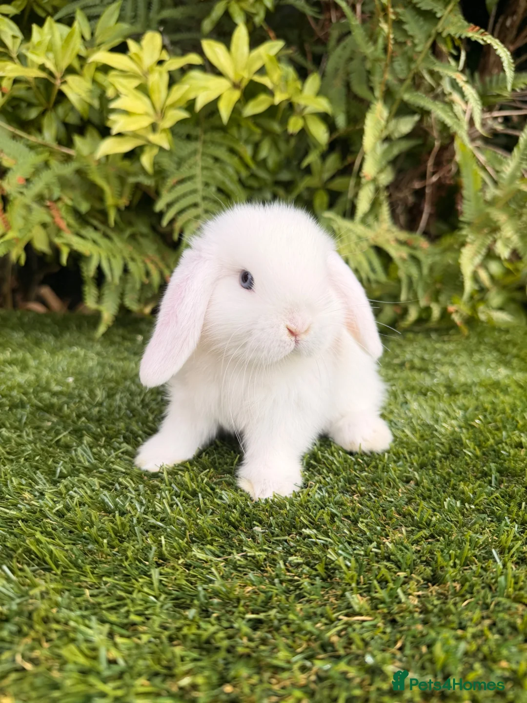 Mini Lop rabbits for sale: Ready to leave. Mini lop babies  - Advert 2