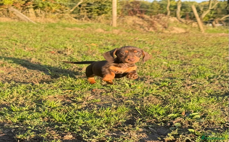 Miniature Dachshund dogs - Advert 8