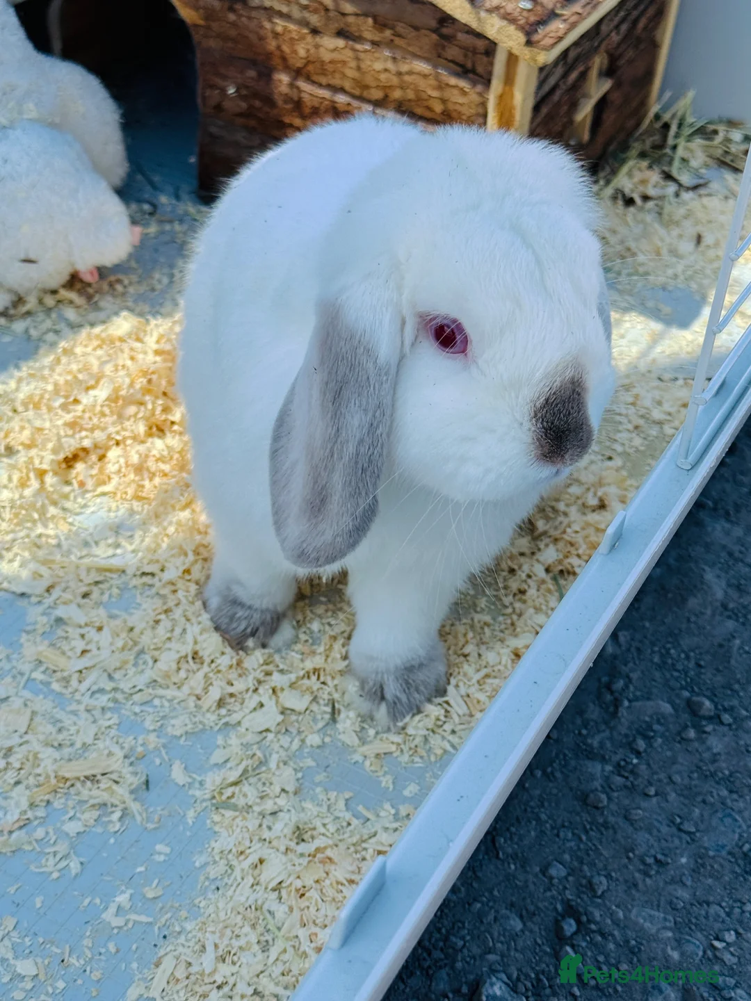 Mini Lop rabbits for sale: Beautiful Male Lop Rabbit With Full Setup in Blackburn - Advert 1