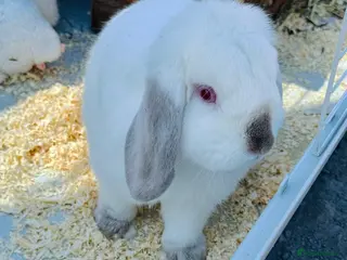 Mini Lop rabbits Beautiful Male Lop Rabbit With Full Setup - Advert 1