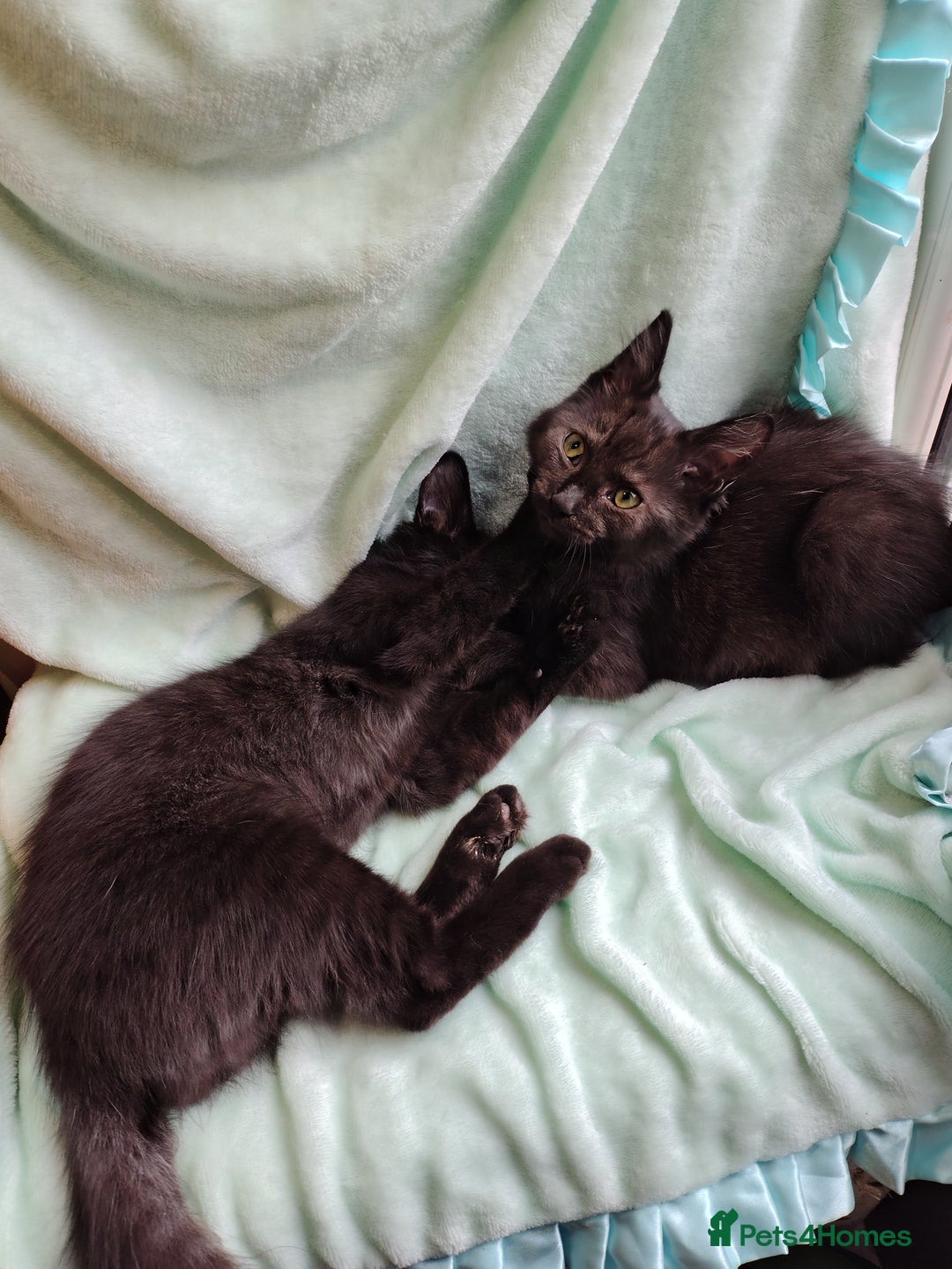 Mixed Breed cats for sale: Black mixed breed kittens - Image 14