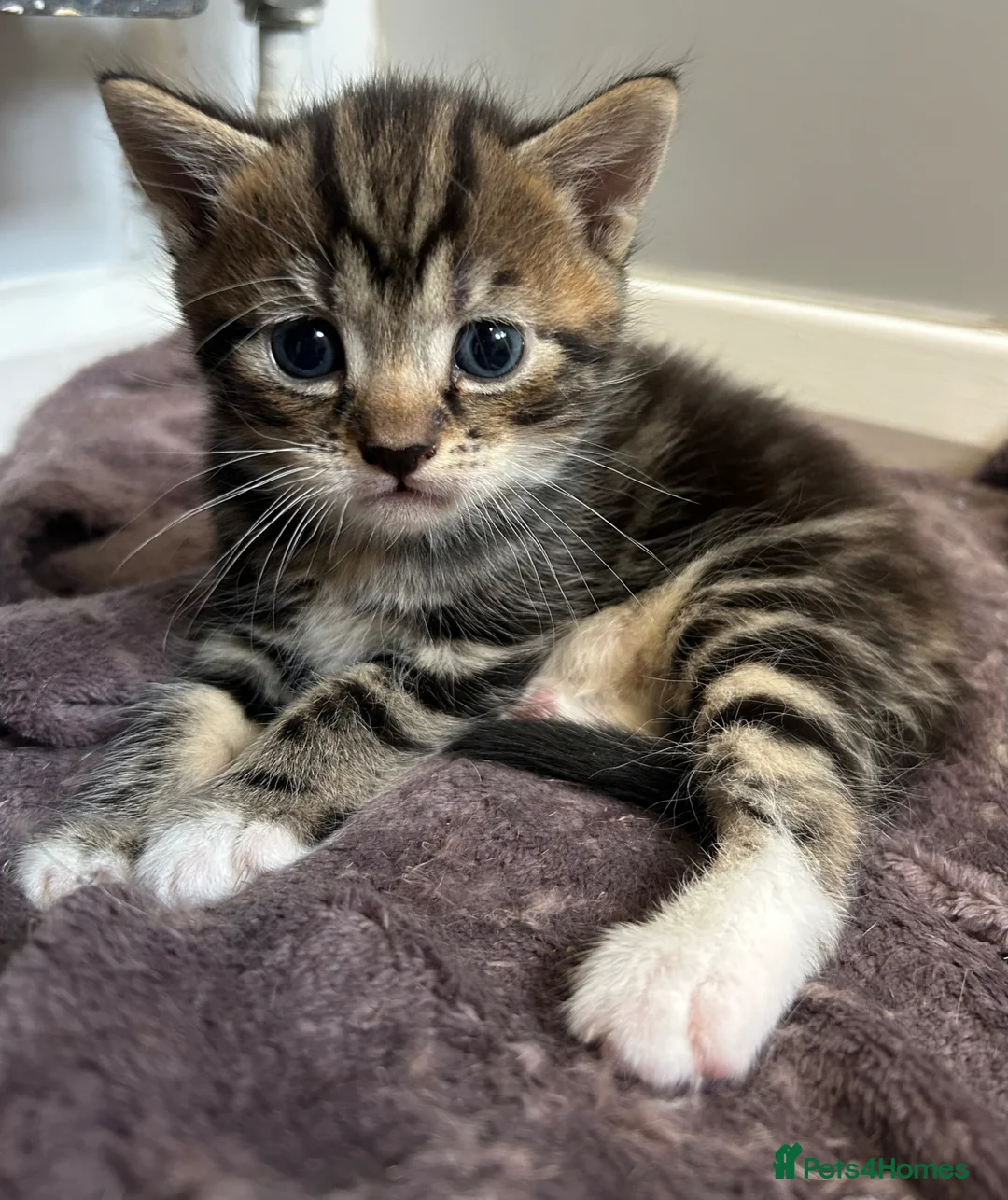 Mixed Breed cats for sale: Beautiful family kittens  - Advert 16