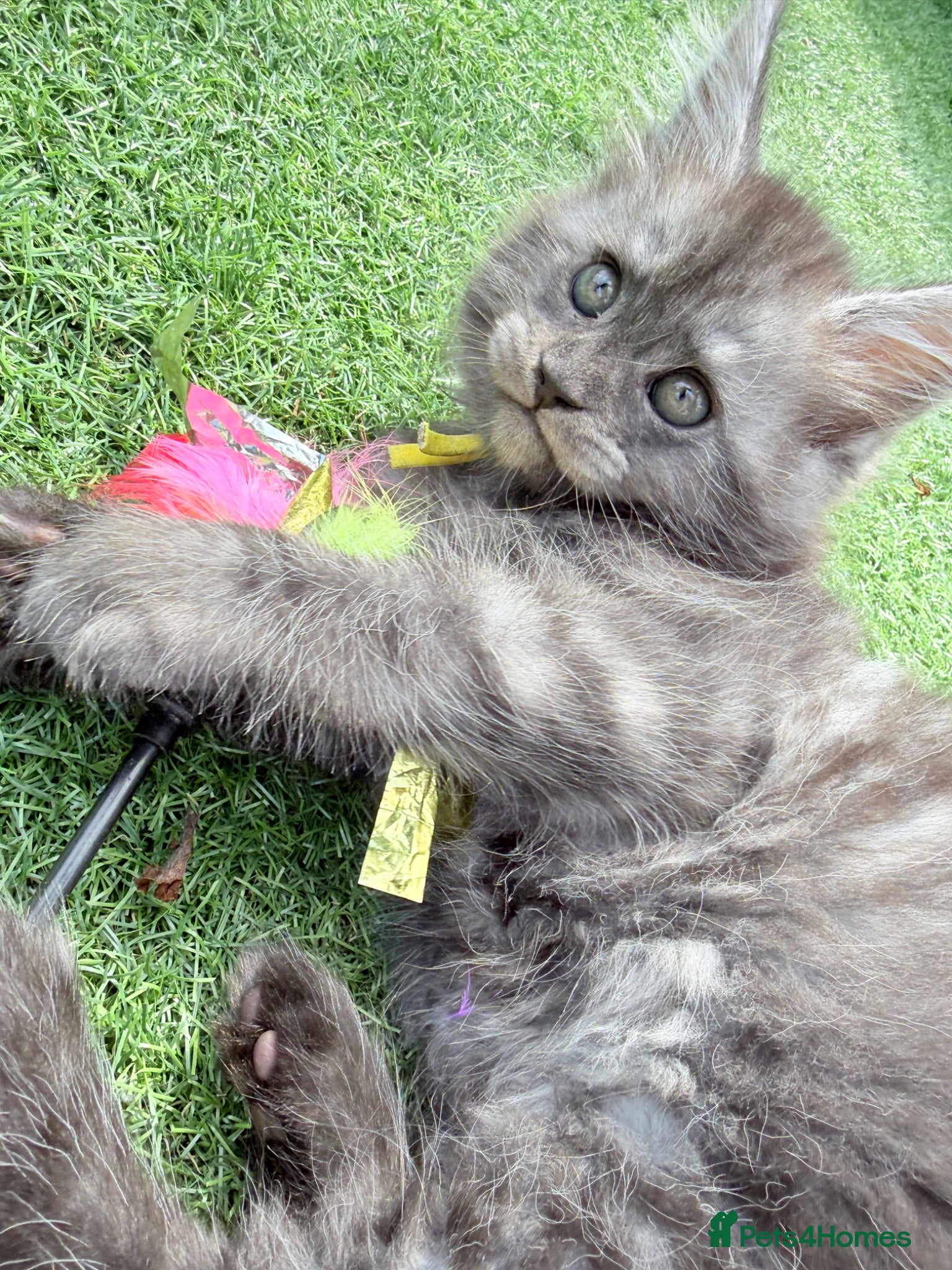 Maine Coon cats Beautiful Maine Coon Ready for Their Forever Homes - Advert 2