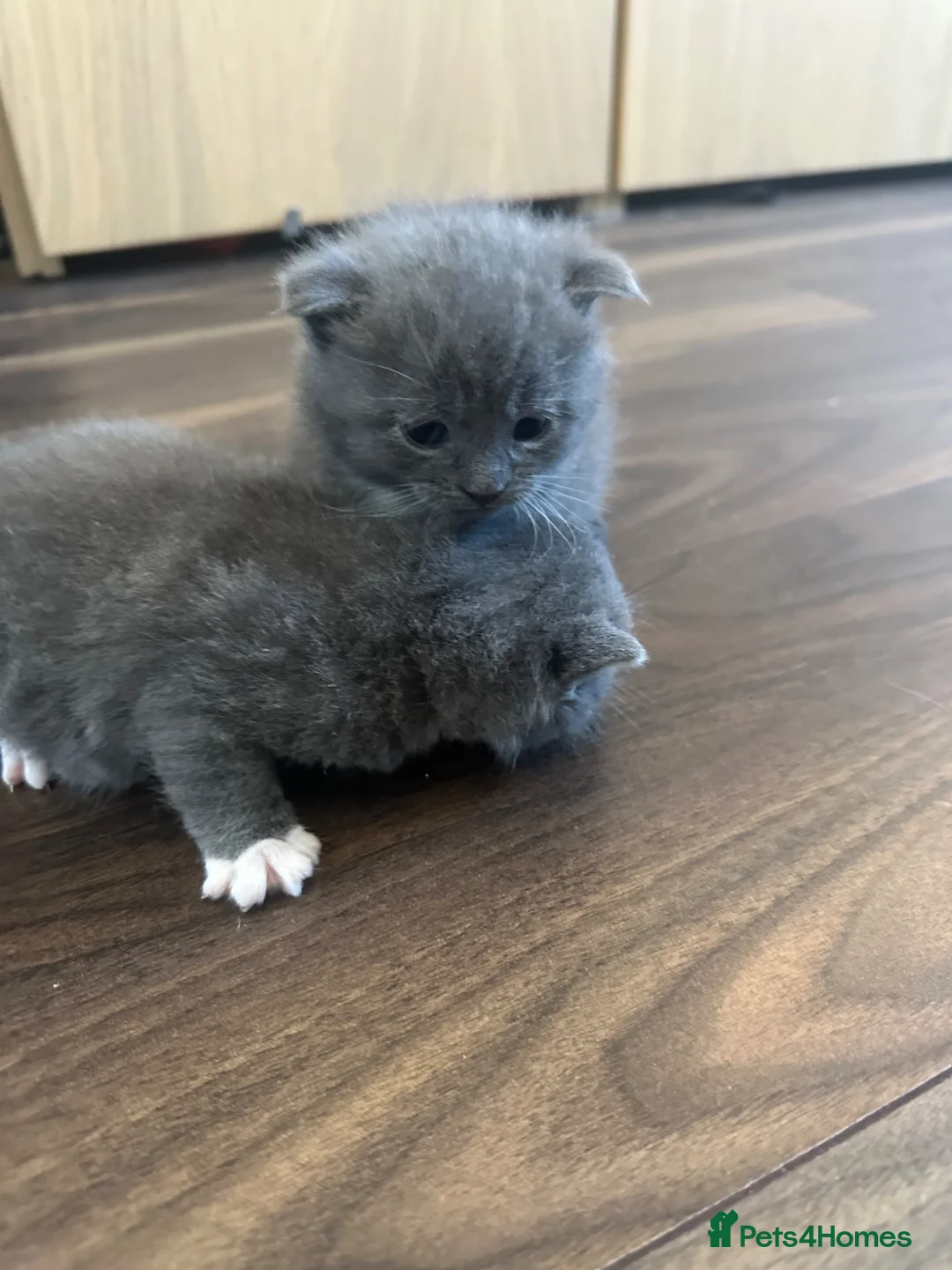 Scottish Fold cats for sale: 4 adorable folds  - Advert 2