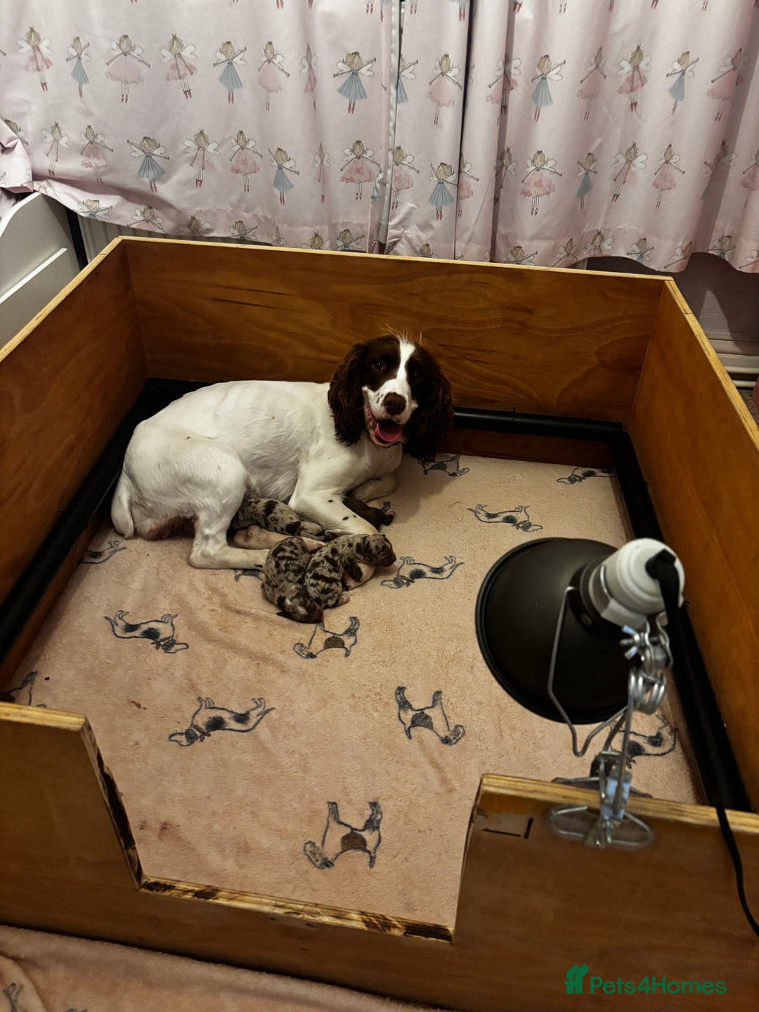 Sproodle dogs for sale: 💥 Rare Gorgeous Chocolate Merle Sproodles 🐶 - Advert 23