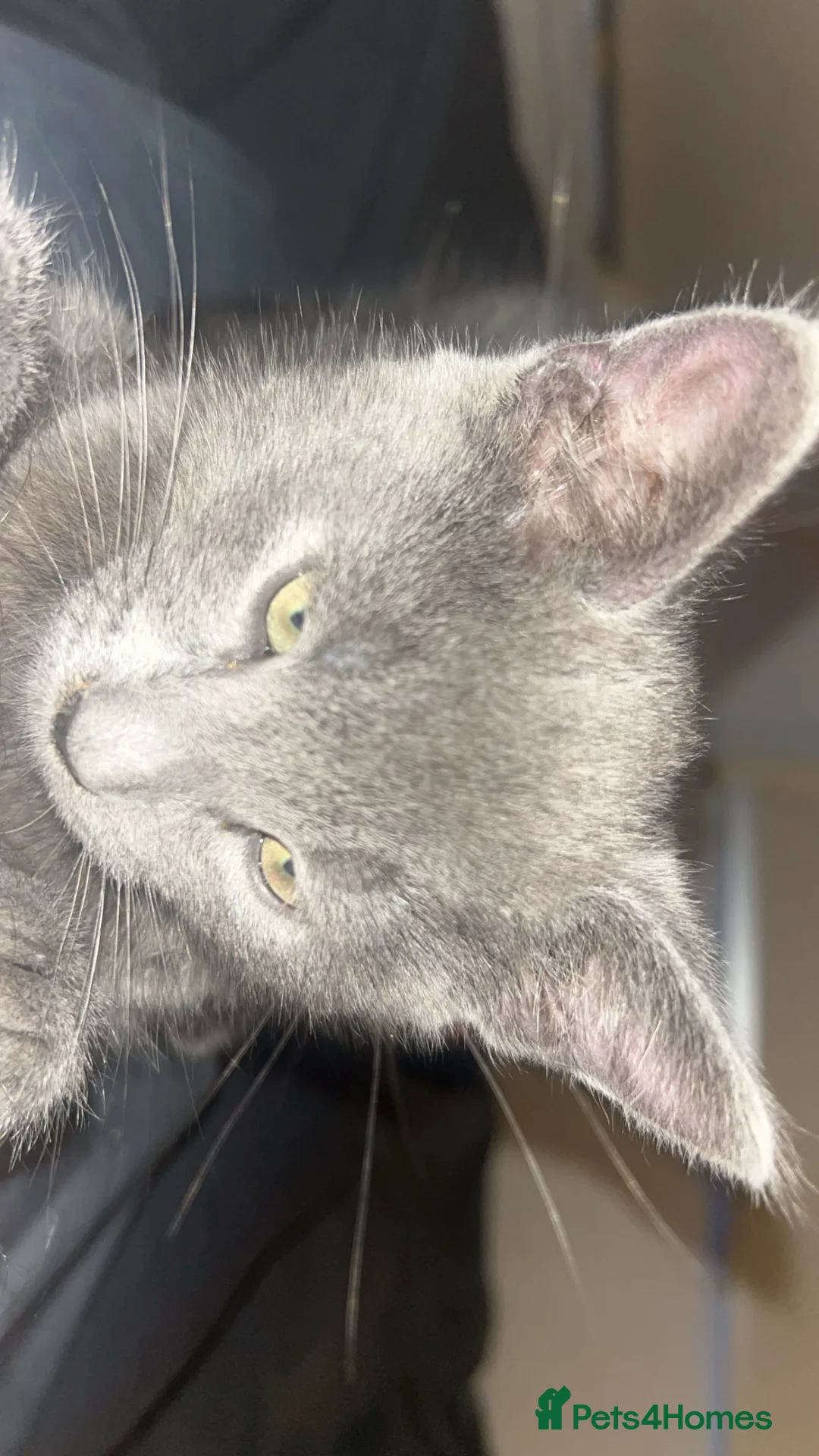 Mixed Breed cats for sale: Russian Blue Mixed Male - Simba - Advert 2