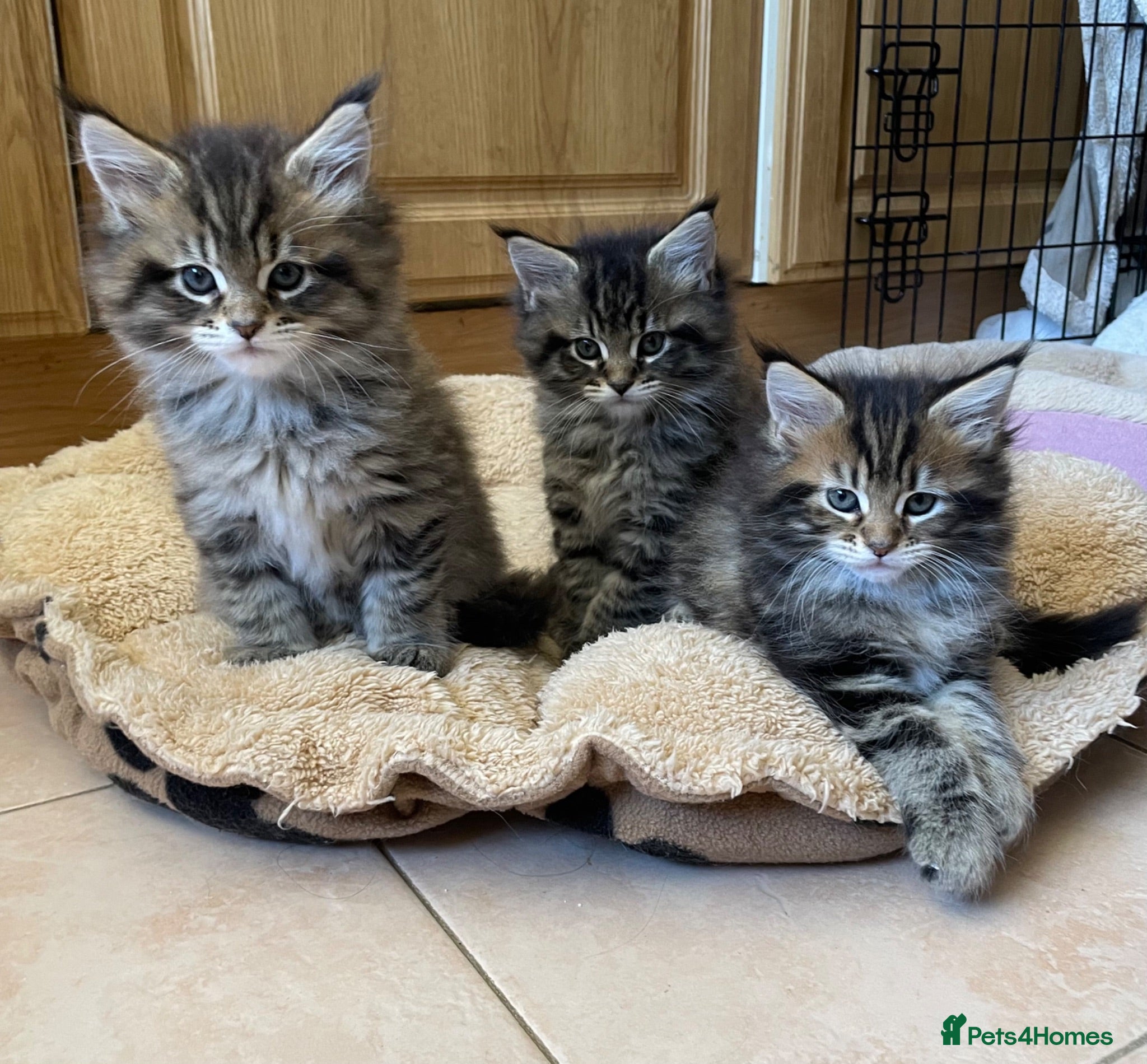 Maine Coon cats Tufty ears and big paws  - Advert 4