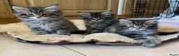 Maine Coon cats for sale: Tufty ears and big paws  - Advert 1