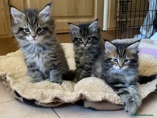 Maine Coon cats Tufty ears and big paws - Advert 1