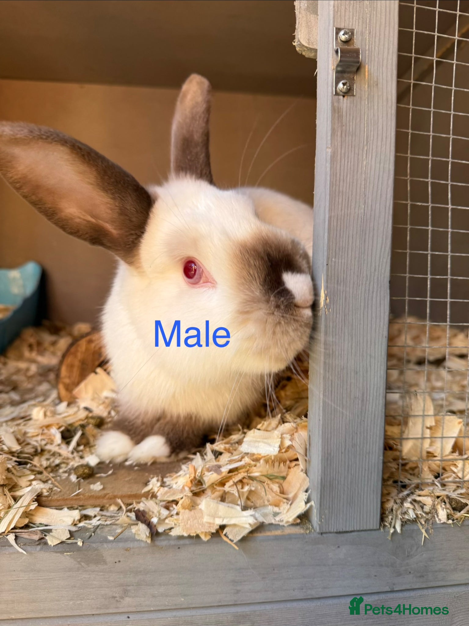 Mixed Breed rabbits Rabbits for sale - Advert 17