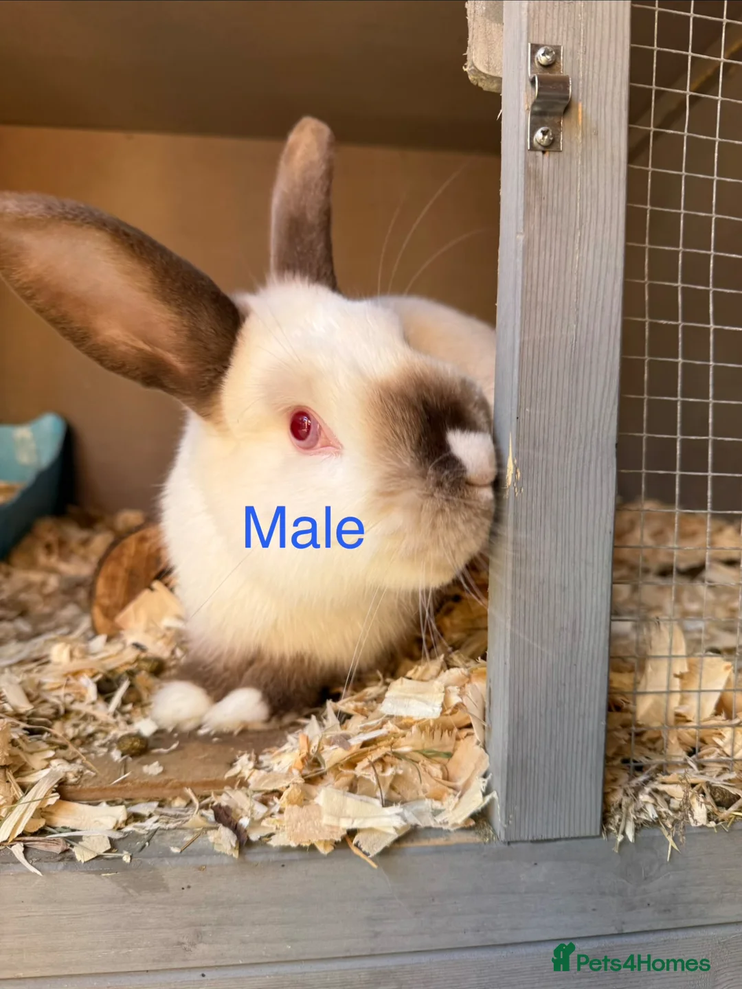 Mixed Breed rabbits for sale: Rabbits for sale - Advert 1