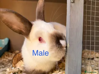 Mixed Breed rabbits Rabbits for sale - Advert 17