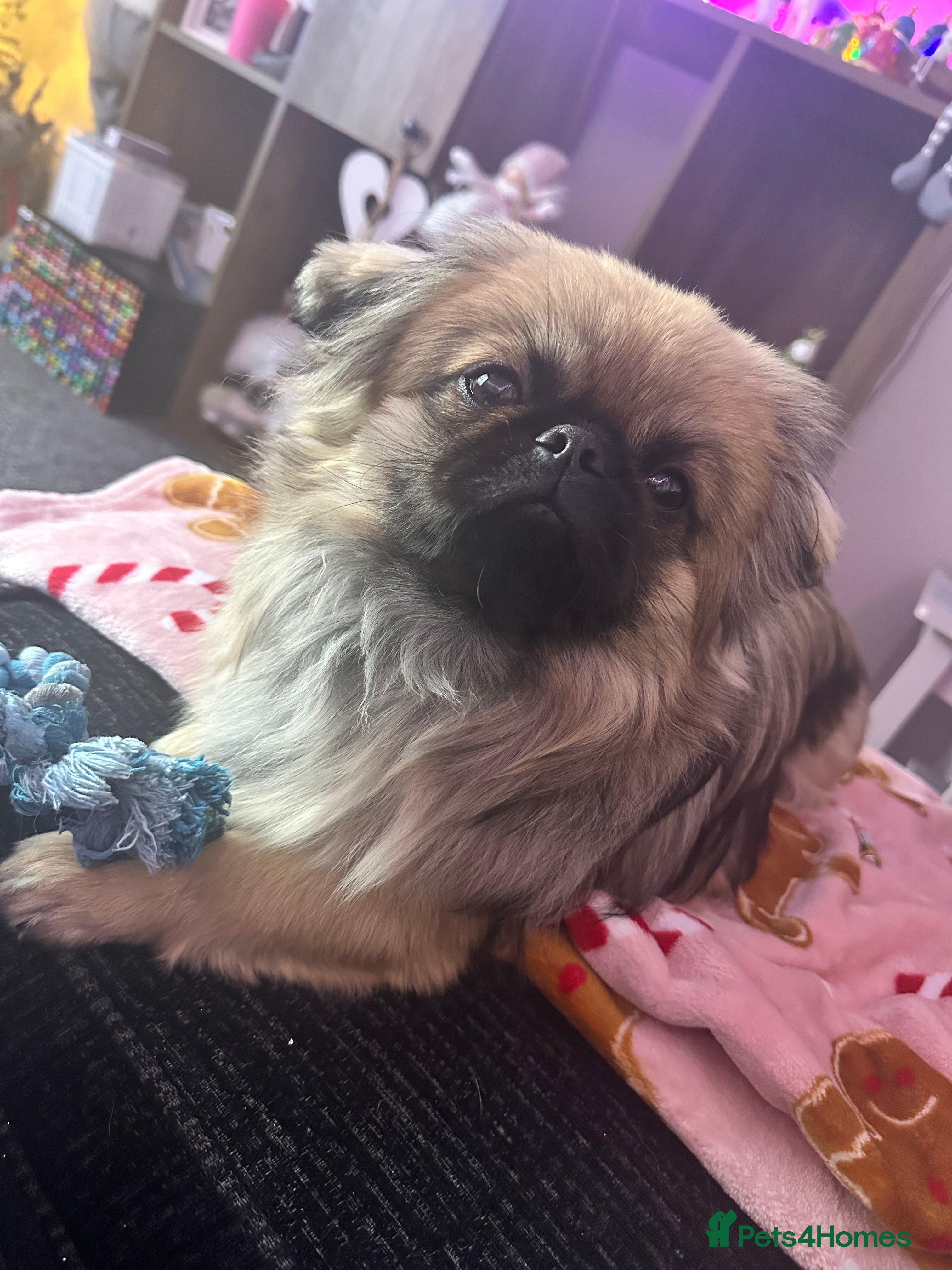 Pekingese dogs PEKINGESE STUD - Advert 11