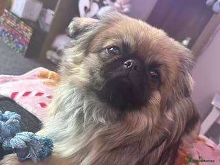 Pekingese dogs PEKINGESE STUD - Advert 11