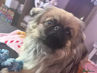 Pekingese dogs PEKINGESE STUD - Advert 3