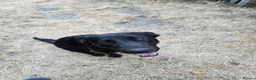 Mixed Breed dogs for sale: Labrador x staffy rehoming - Advert 1