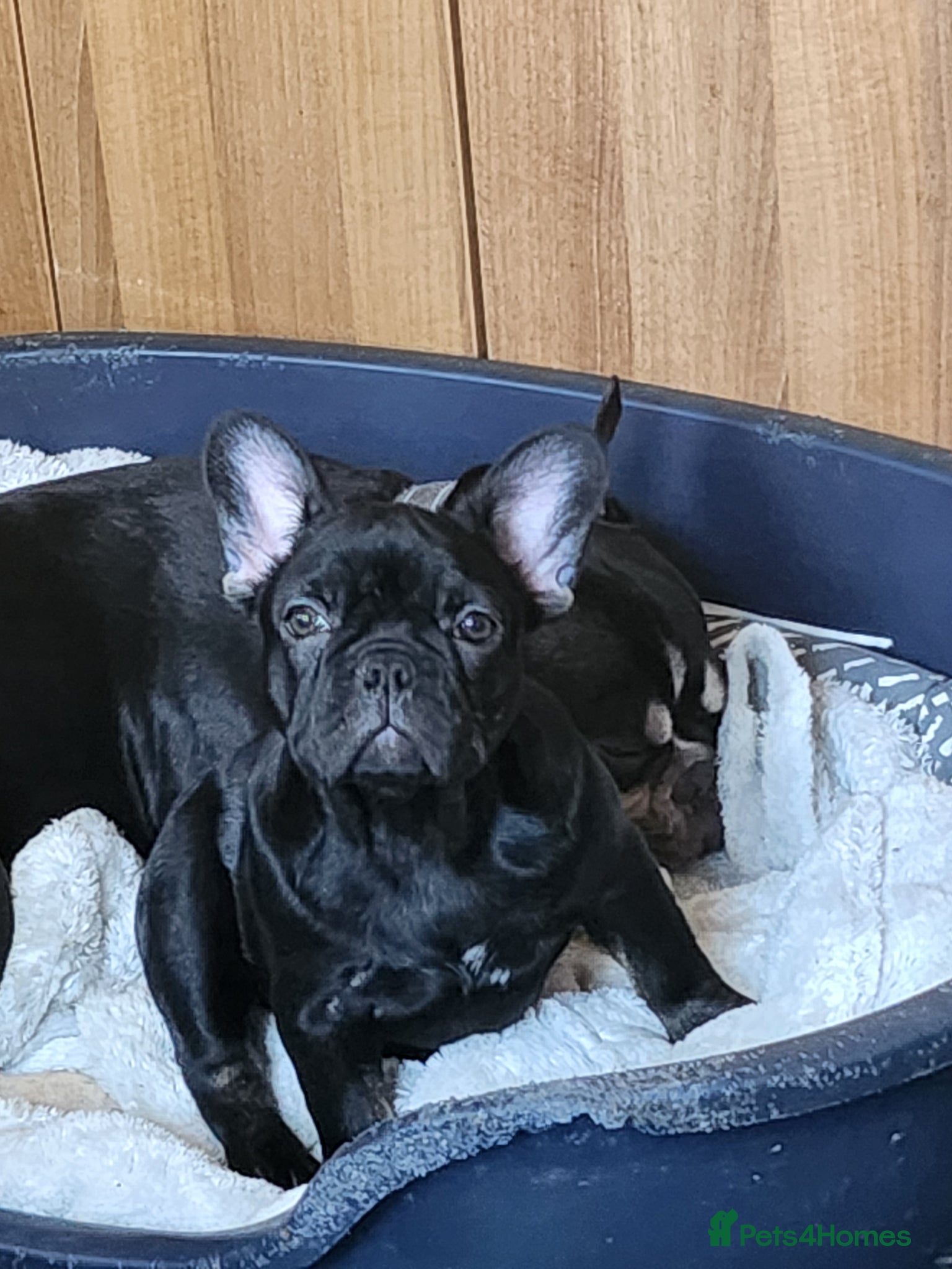 French Bulldog dogs READY NOW french bulldog puppies. fluffy carriers. - Advert 5