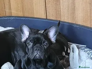 French Bulldog dogs READY NOW french bulldog puppies. fluffy carriers. - Advert 5