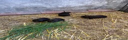 Mixed Breed rodents for sale: Black guinea pigs for sale in Bridgwater - Advert 5