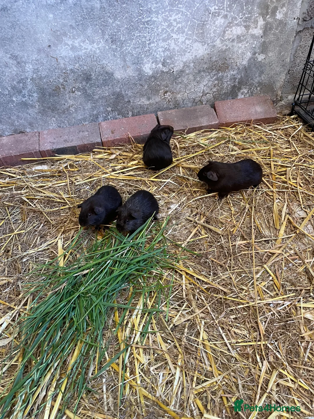 Mixed Breed rodents for sale: Black guinea pigs for sale in Bridgwater - Advert 5