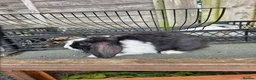 Mini Lop rabbits for sale: baby rabbit - Advert 2