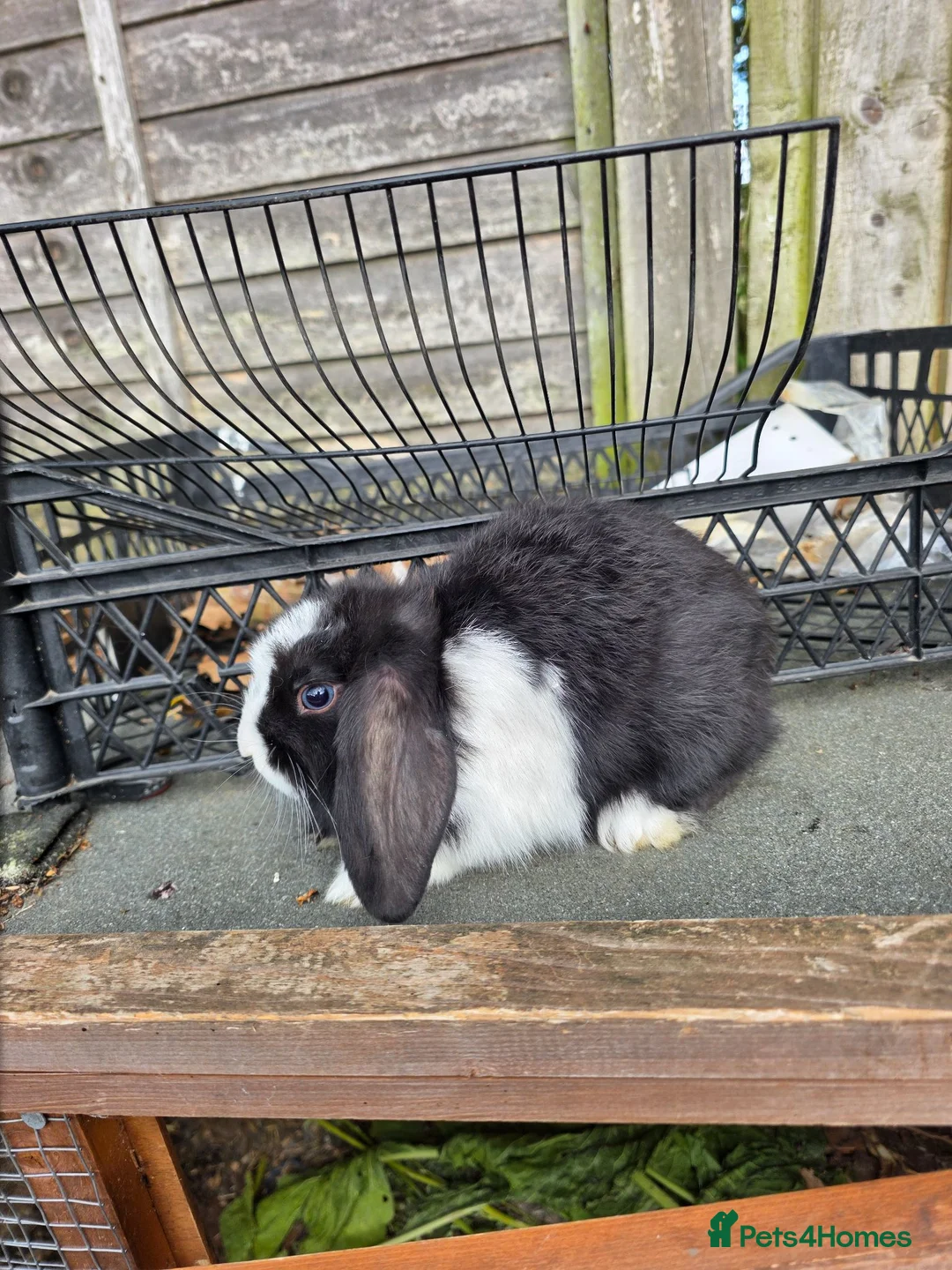 Mini Lop rabbits for sale: baby rabbit - Advert 2