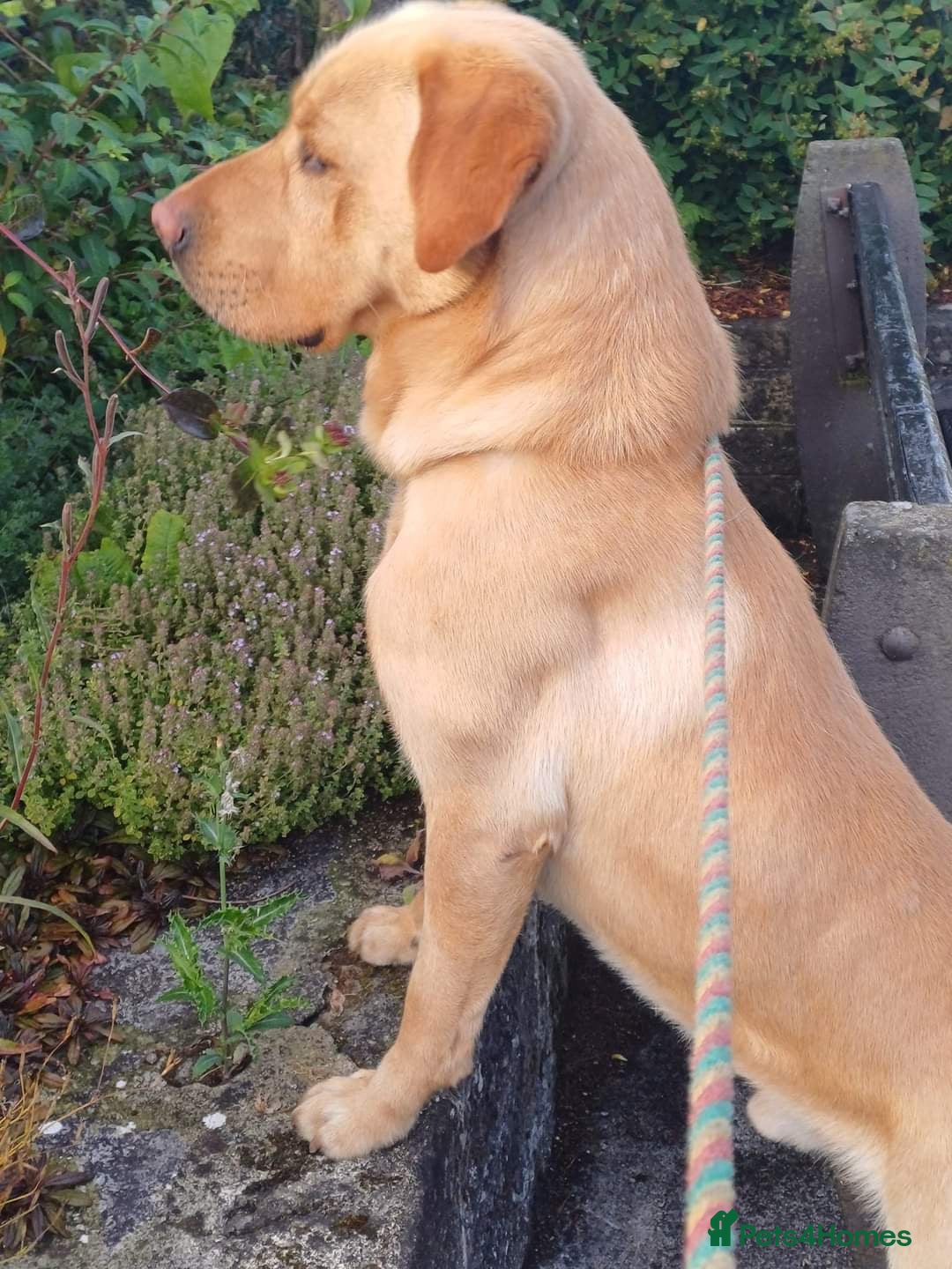 Labrador Retriever dogs for sale: Labrador Pups from Health Tested Parents. - Image 10