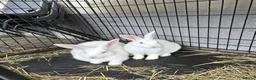 New Zealand rabbits for sale: New Zealand White Breeding Pair - Advert 2