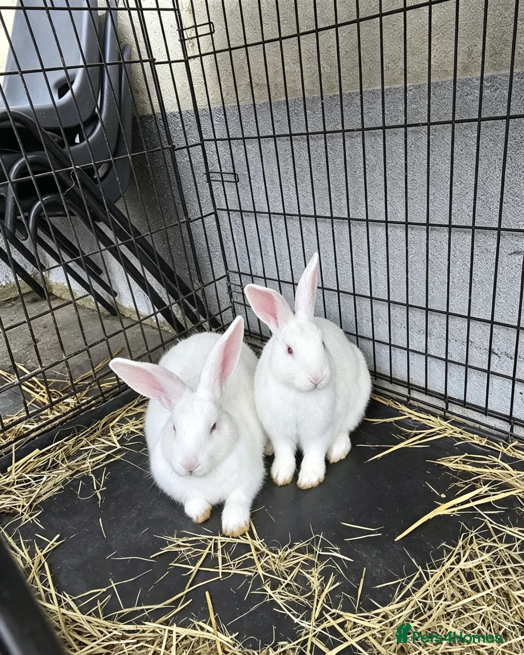 New Zealand rabbits for sale: New Zealand White Breeding Pair - Advert 2