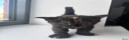 Maine Coon cats for sale: 1/2 Maine coon kittens  in Wolverhampton - Advert 4